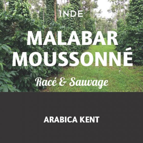 Café Inde Malabar Moussoné AA 250g
